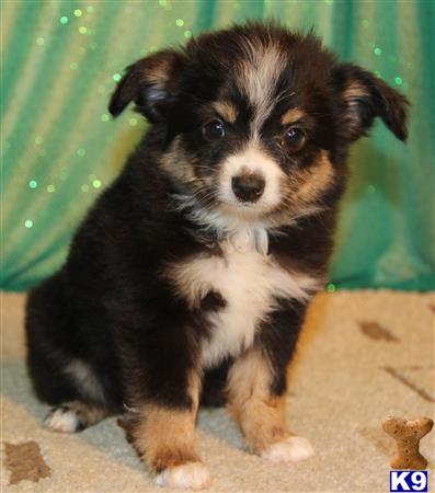 Miniature Australian Shepherd